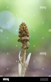 Attēlu rezultāti vaicājumam “Neottia nidus-avis fruit”