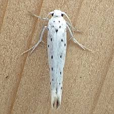 Attēlu rezultāti vaicājumam “Yponomeutidae”