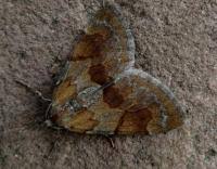 Attēlu rezultāti vaicājumam “Pennithera firmata”