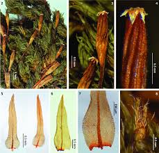 Attēlu rezultāti vaicājumam “Ulota crispa sporophyte”