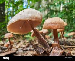 Attēlu rezultāti vaicājumam “Clavulinopsis cinerioides”