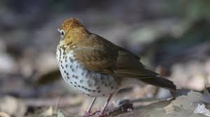 Image result for Hylocichla mustelina