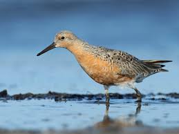 Image result for Calidris tenuirostris