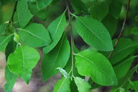 Attēlu rezultāti vaicājumam “Salix caprea leaf”