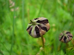 Attēlu rezultāti vaicājumam “Microbotryum tragopogonis - pratensis”