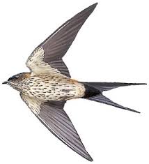 Image result for Cecropis daurica