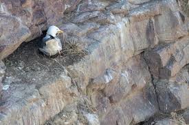 Attēlu rezultāti vaicājumam “Larus argentatus nest”