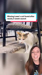 Image result for cat found
