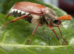 Attēlu rezultāti vaicājumam “Melolontha melolontha”