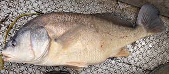 Image result for Aplodinotus grunniens