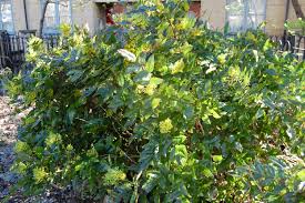 Attēlu rezultāti vaicājumam “Mahonia aquifolium”