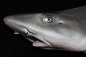 Image result for Mustelus mustelus