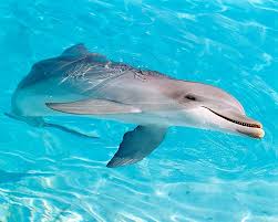 Image result for Tursiops truncatus