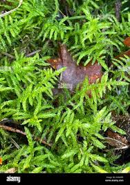 Attēlu rezultāti vaicājumam “Pseudoscleropodium purum”