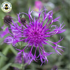 Attēlu rezultāti vaicājumam “Centaurea scabiosa flower”