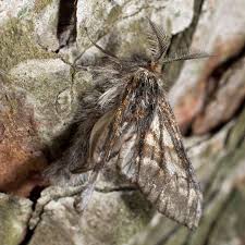 Attēlu rezultāti vaicājumam “Epirrhoe tristata imago”