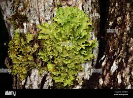 Attēlu rezultāti vaicājumam “Athelia pyriformis”