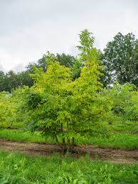 Attēlu rezultāti vaicājumam “Phellodendron amurense flower”