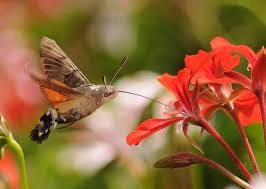 Image result for hawk moth