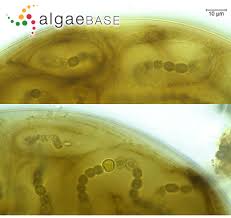 Attēlu rezultāti vaicājumam “Nostoc commune macro”