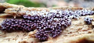 Attēlu rezultāti vaicājumam “Arcyria affinis spores”