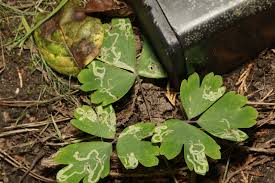 Attēlu rezultāti vaicājumam “Phytomyza minuscula”