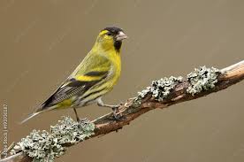 Attēlu rezultāti vaicājumam “Carduelis spinus”