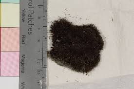 Attēlu rezultāti vaicājumam “Pogonatum nanum”