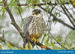 Attēlu rezultāti vaicājumam “Falco subbuteo adult”