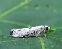 Attēlu rezultāti vaicājumam “Yponomeuta plumbella”