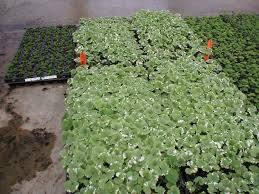 Image result for Glechoma hederacea