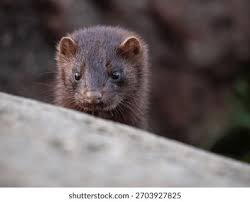 Attēlu rezultāti vaicājumam “Mustela vison”