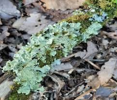 Attēlu rezultāti vaicājumam “Flavoparmelia caperata”