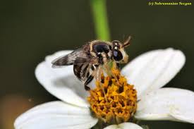 Attēlu rezultāti vaicājumam “Cribraria vulgaris stalked”