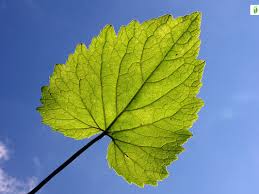 Attēlu rezultāti vaicājumam “Campanula trachelium leaf”