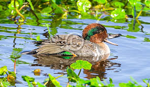 Attēlu rezultāti vaicājumam “Anas crecca male”