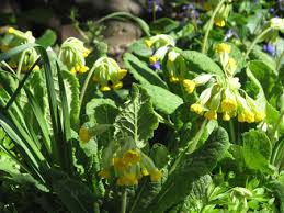 Attēlu rezultāti vaicājumam “Primula veris”