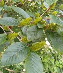 Attēlu rezultāti vaicājumam “Betula humilis fruit”