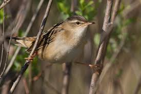 Image result for Locustella certhiola