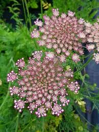 Image result for Daucus carota