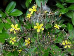 Attēlu rezultāti vaicājumam “Mycelis muralis”