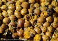 Attēlu rezultāti vaicājumam “Trichia scabra spores”