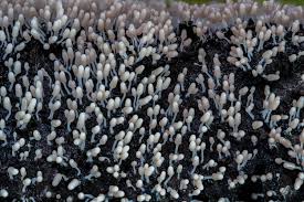 Attēlu rezultāti vaicājumam “Diachea leucopodia”