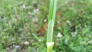 Attēlu rezultāti vaicājumam “Carex leporina”