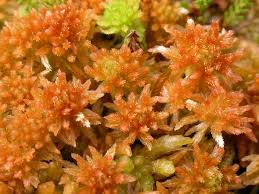 Attēlu rezultāti vaicājumam “Sphagnum papillosum”