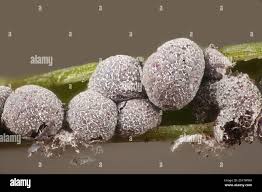 Attēlu rezultāti vaicājumam “Licea minima macro”