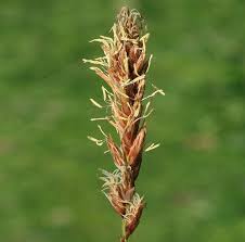 Attēlu rezultāti vaicājumam “Carex disticha”