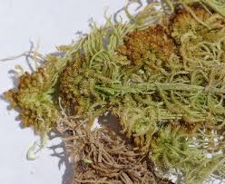 Attēlu rezultāti vaicājumam “Sphagnum angustifolium”