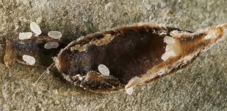 Attēlu rezultāti vaicājumam “Lepidosaphes ulmi imago”