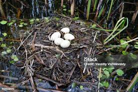 Attēlu rezultāti vaicājumam “Podiceps cristatus nest”